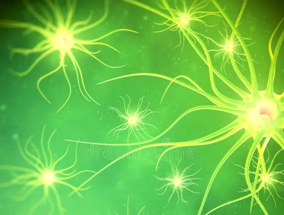 Régulation du système nerveux — stabilité intérieure